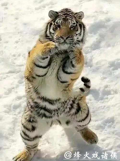 高冷东北虎变雪地“喵星人”:打滚摔跤萌翻全场 高冷东北虎变雪地“喵星人”:打滚摔跤萌翻全场